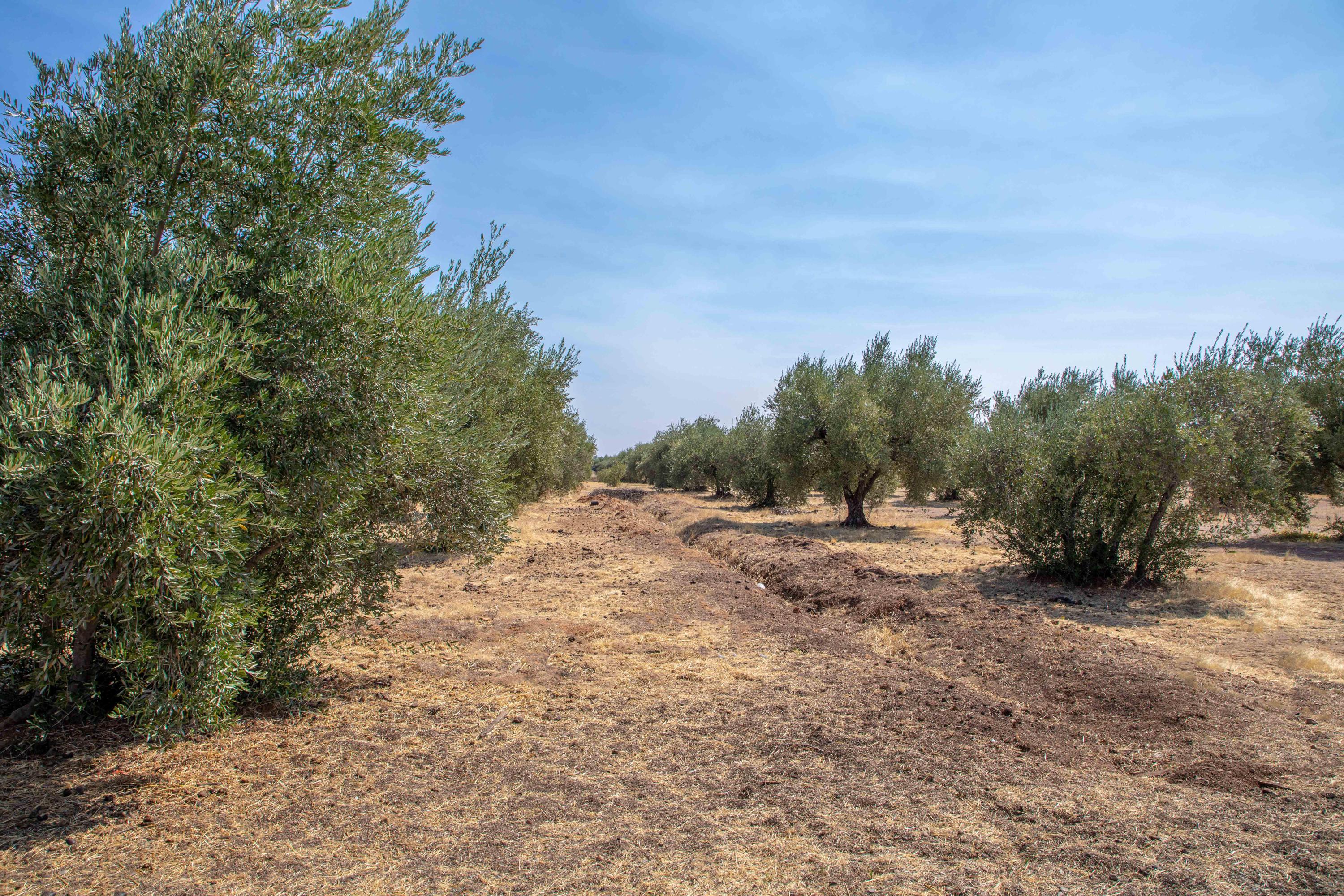 17071 Olinda Road Anderson, CA 96007 - Photo 6 of 27 254A3810