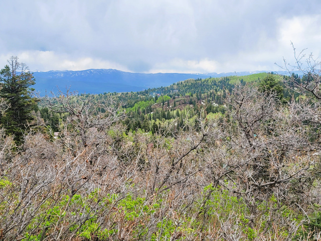 1920 Elk Road, Unit 78 Coalville, UT 84017 - Photo 3 of 16 Expansive natural landscape featuring lush green foliage and mature evergreen trees