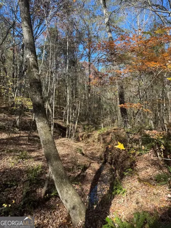 a view of a yard with trees