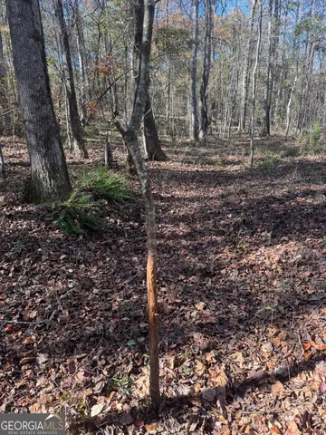 a view of a yard with plants and trees