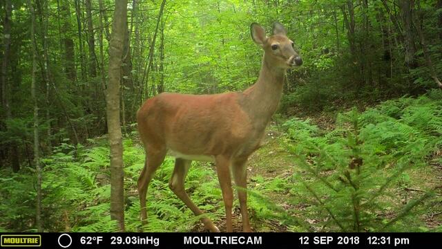 262 Mitchell Brook Road Temple, ME 04984 - Photo 41 of 65 deer