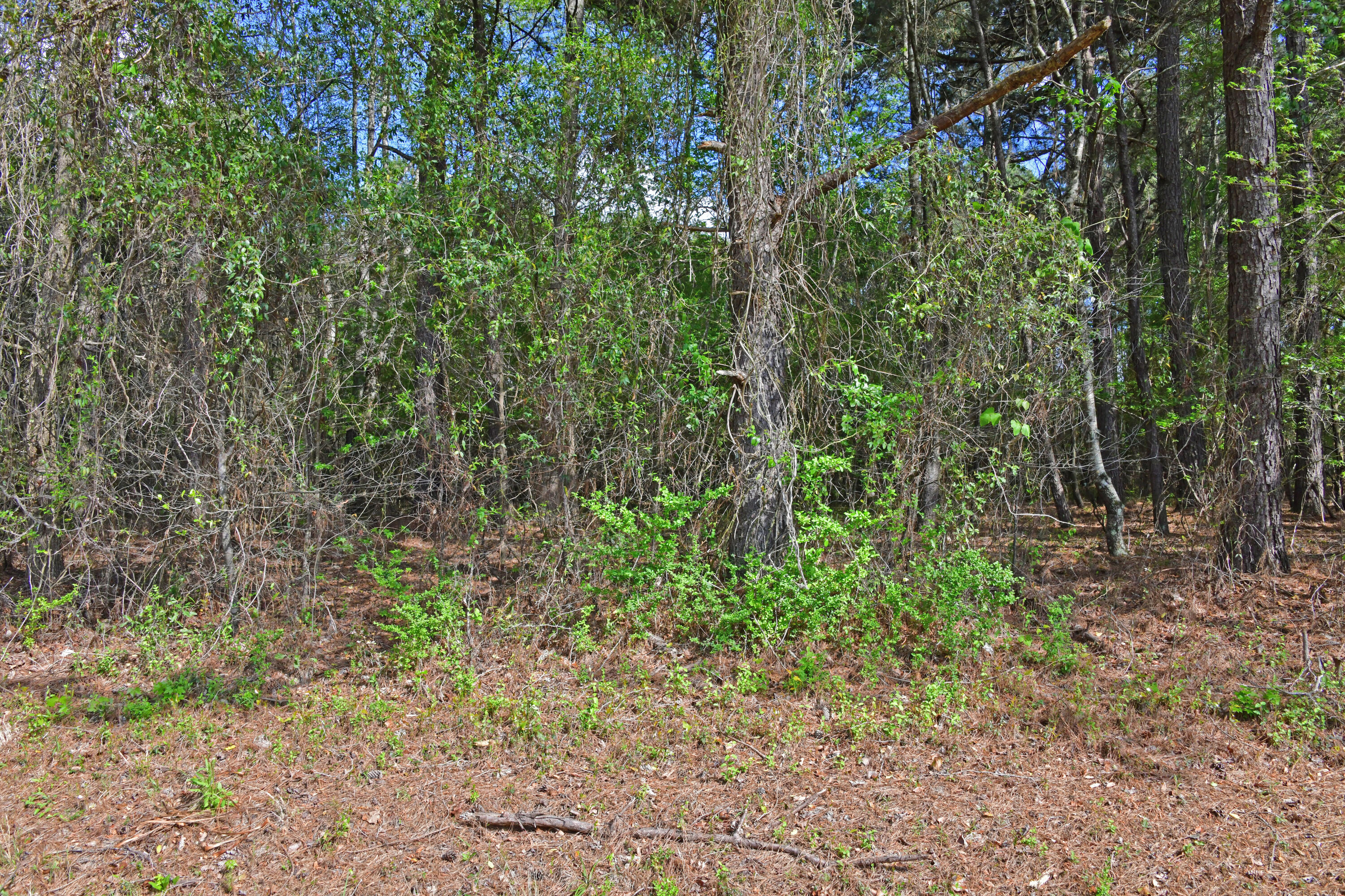 0 Ridgelake(15-a 15-b) Circle St. Matthews, SC 29135 - Photo 3 of 4 Ridgelake Cir lots 15A-15B.1