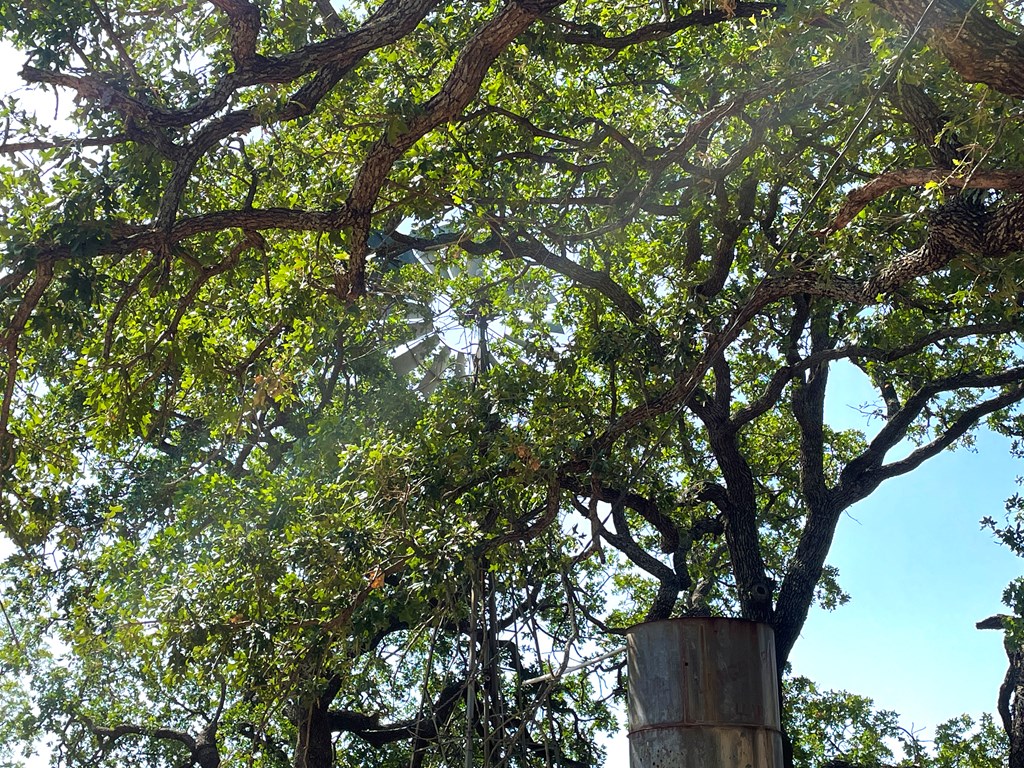 2204 Lange Polk Road Brady, TX 76825 - Photo 29 of 30 a view of a tree in a yard