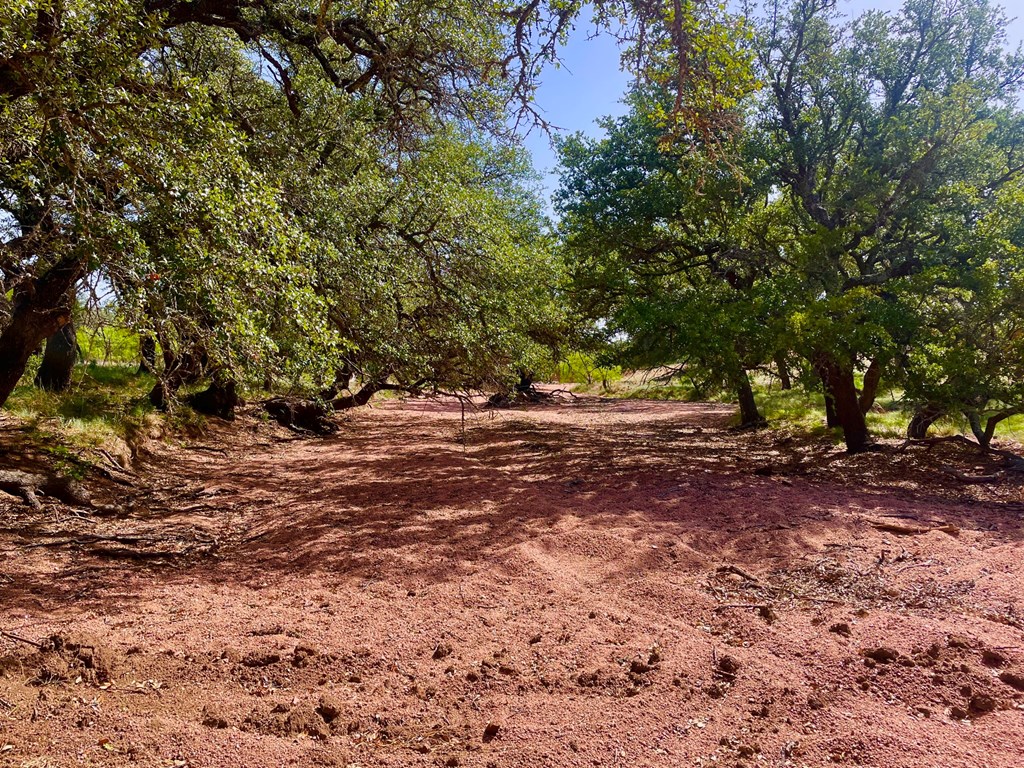 2204 Lange Polk Road Brady, TX 76825 - Photo 4 of 30 a view of outdoor space with trees