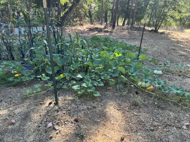 240 Senger Road Junction City, CA 96048 - Photo 52 of 73 garden