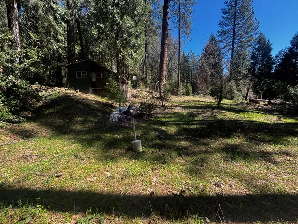 a view of a forest with a tree