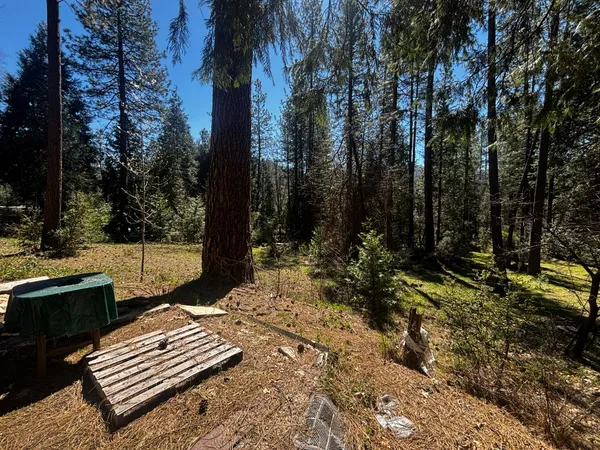 a view of a yard with plants and trees