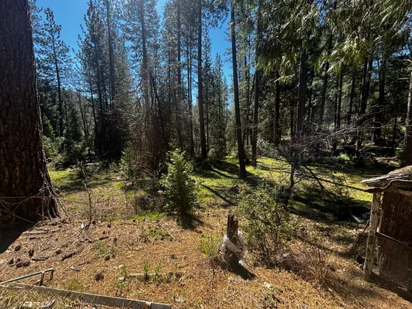 a view of a tree in a yard