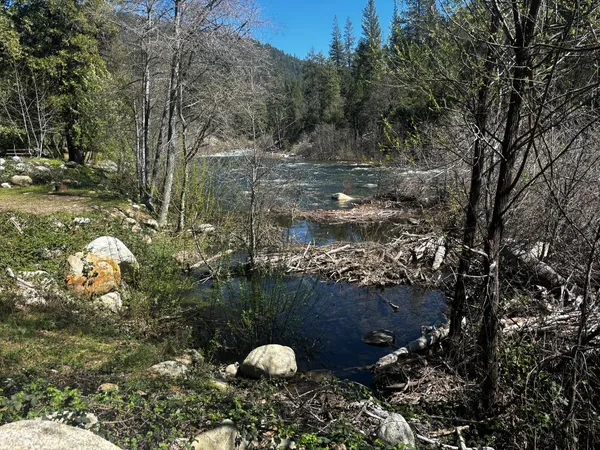 a view of a yard with a tree