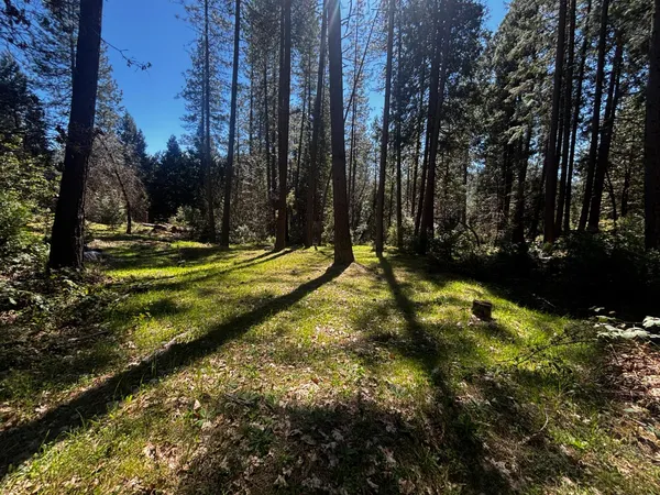 a view of a yard with trees