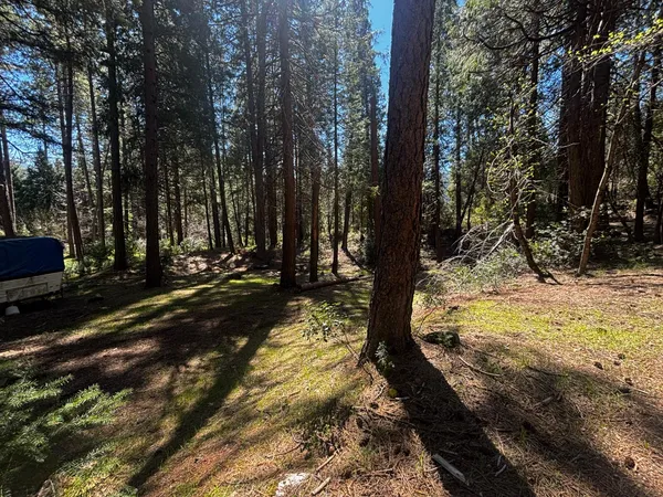 a view of a backyard with large trees