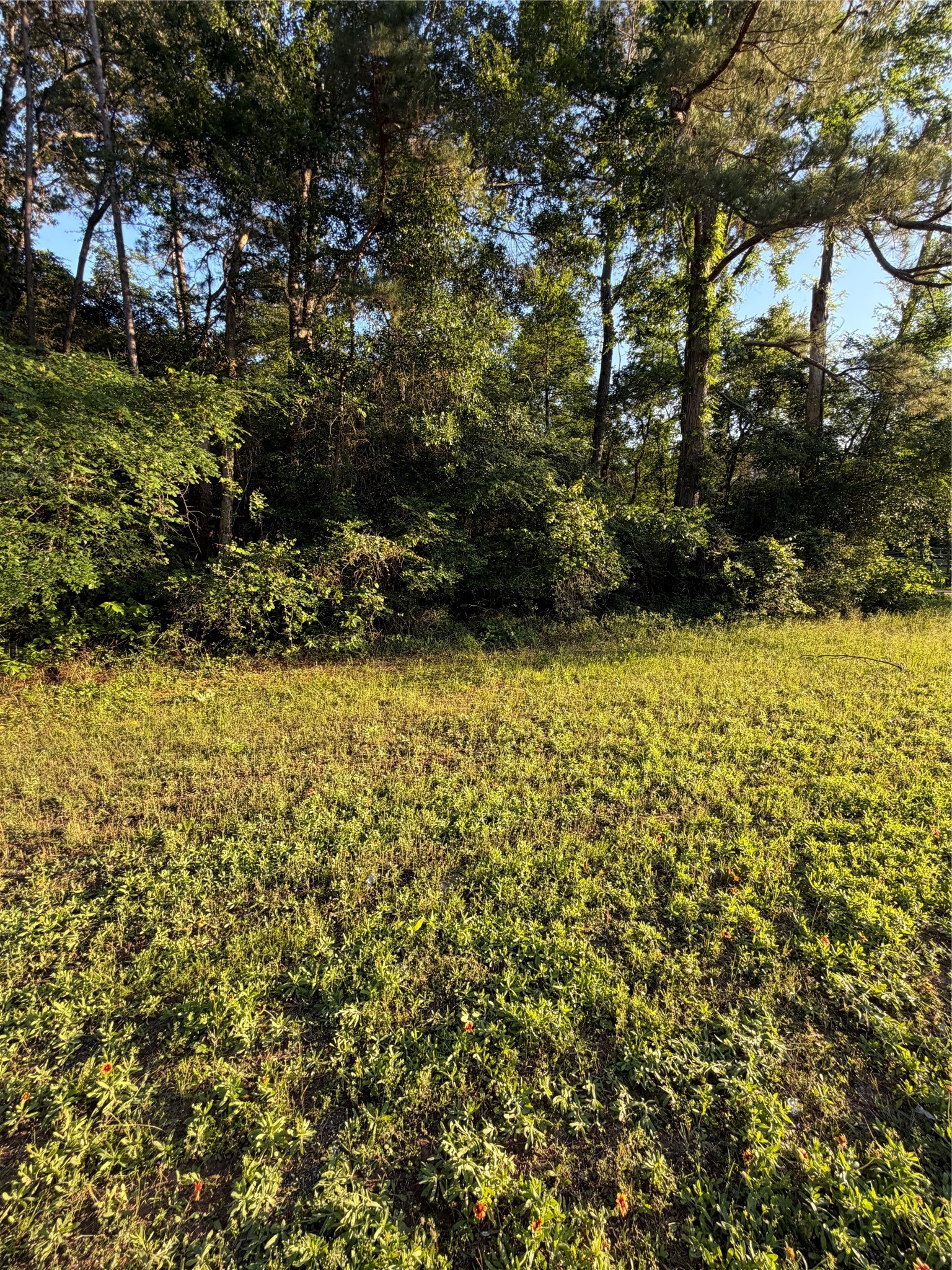 0 Reids Prairie Road Waller, TX 77484 - Photo 4 of 10 a view of a yard with plants and large trees