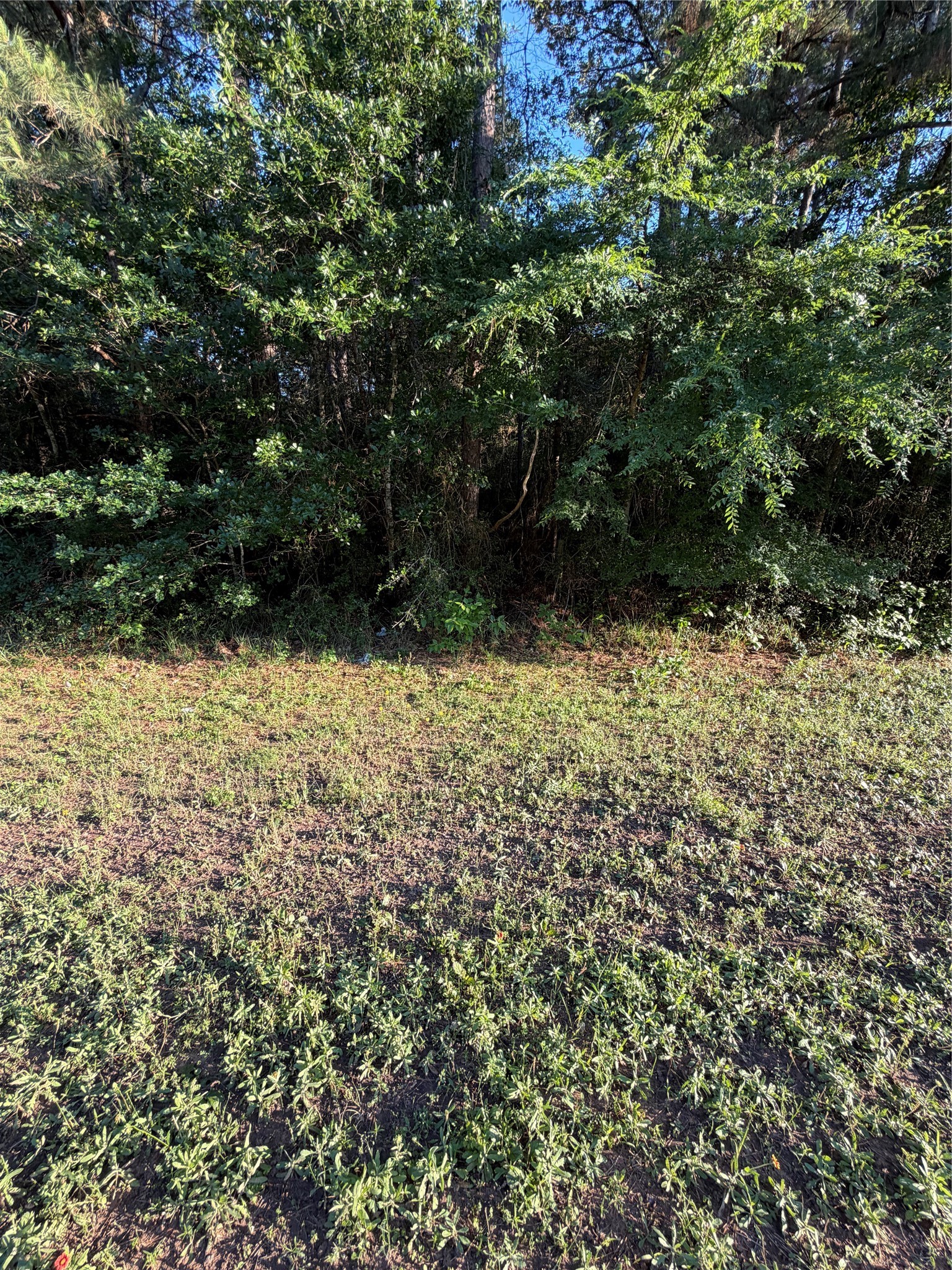 0 Reids Prairie Road Waller, TX 77484 - Photo 5 of 10 a view of a yard with trees