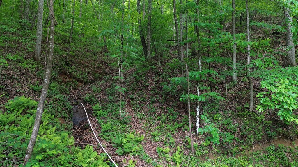 115 Calvender Road Turtletown, TN 37391 - Photo 7 of 23 a view of a forest with a street