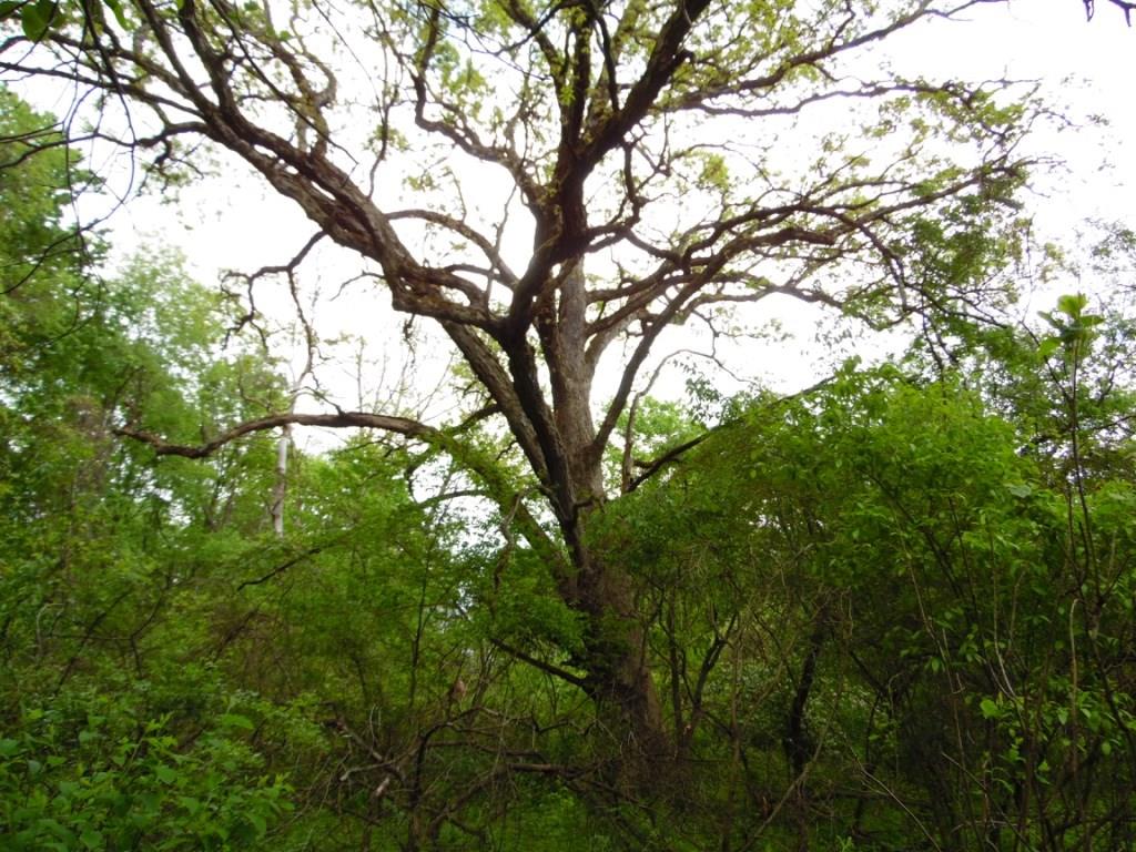 0 Howes Run Road Sarver, PA 16055 - Photo 3 of 23 Great tree for a tree house?????