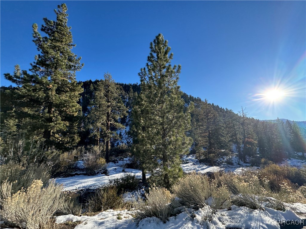 12 Barton Flats Road Angelus Oaks, CA 92305 - Photo 20 of 20 a view of a yard with a tree