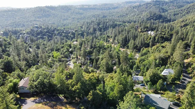 a view of a lush green forest with and trees