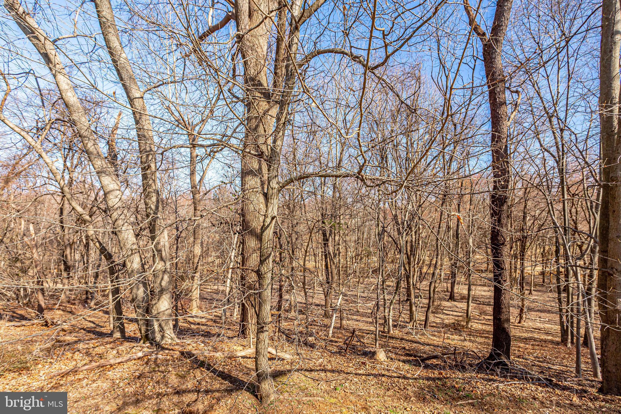14422 Pebblestone Drive Silver Spring, MD 20905 - Photo 9 of 64 trees to backyard