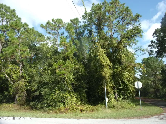 a view of a lush green forest
