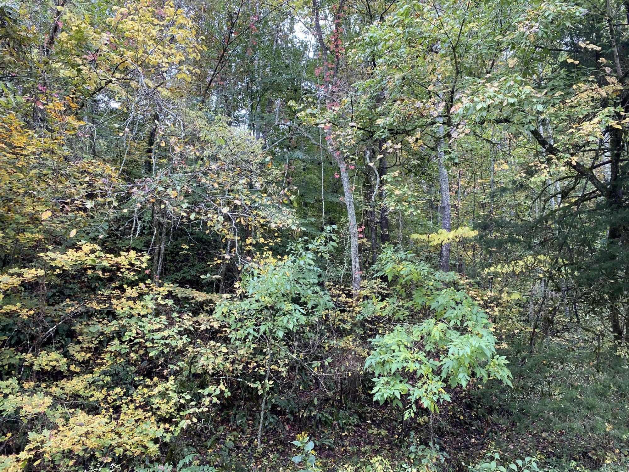 165 Pine Ridge Way Newport, TN 37821 - Photo 10 of 12 IMG_2860