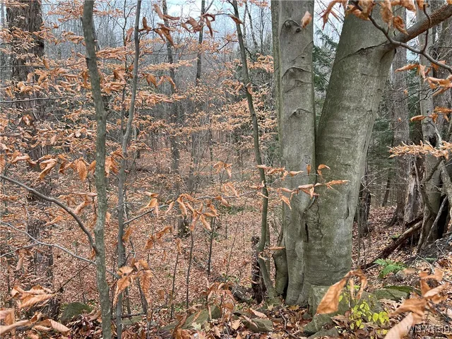 $250,000 | Feathers Creek Road, Belmont, NY 14813