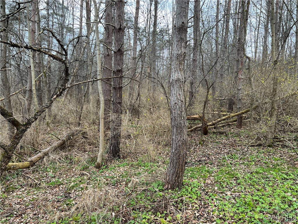 Feathers Creek Road Belmont, NY 14813 - Photo 10 of 21