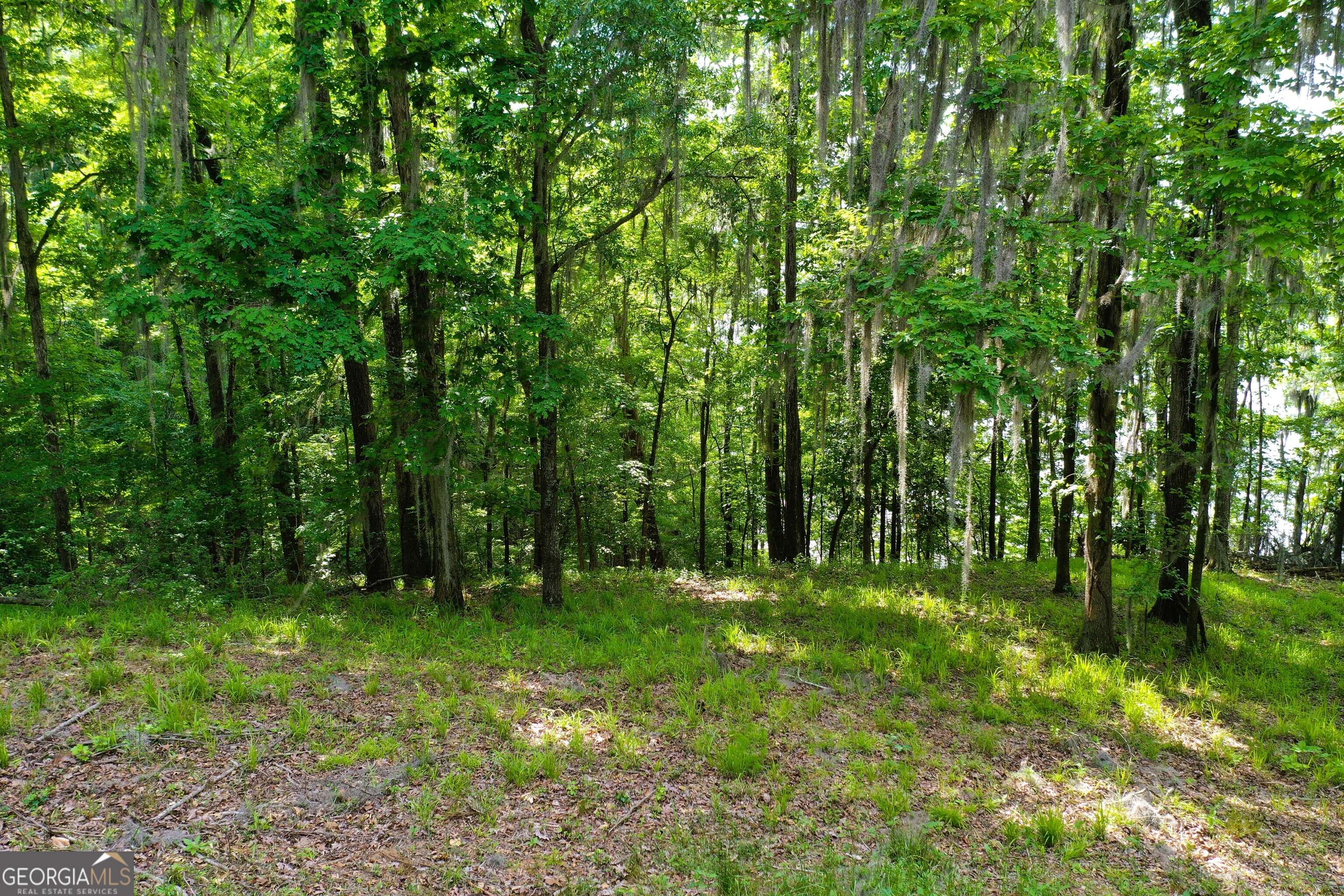 0 Watson Spur Road Georgetown, GA 39854 - Photo 17 of 32 a big yard with lots of green space and deers