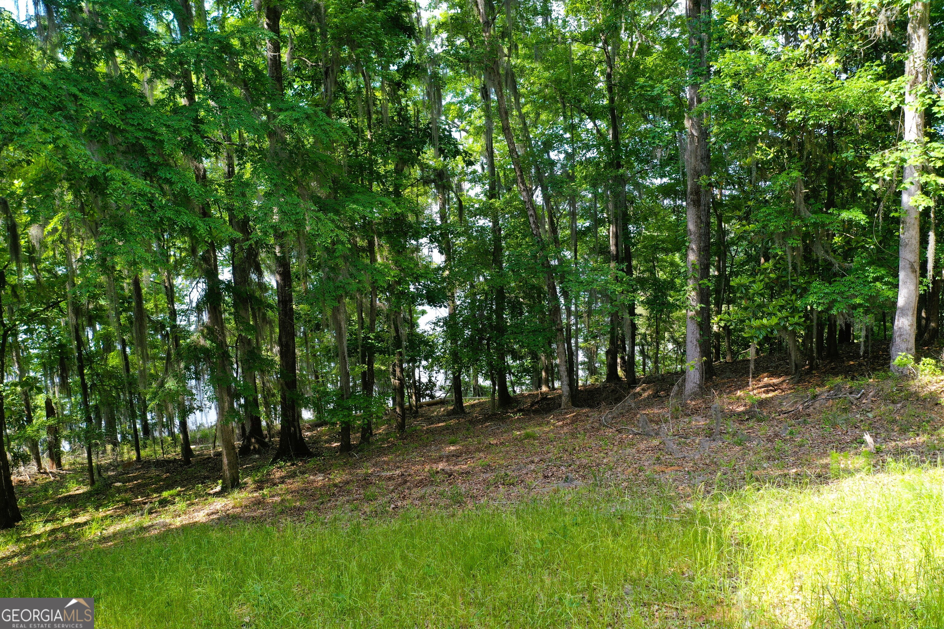 0 Watson Spur Road Georgetown, GA 39854 - Photo 19 of 32 a view of outdoor space with trees all around