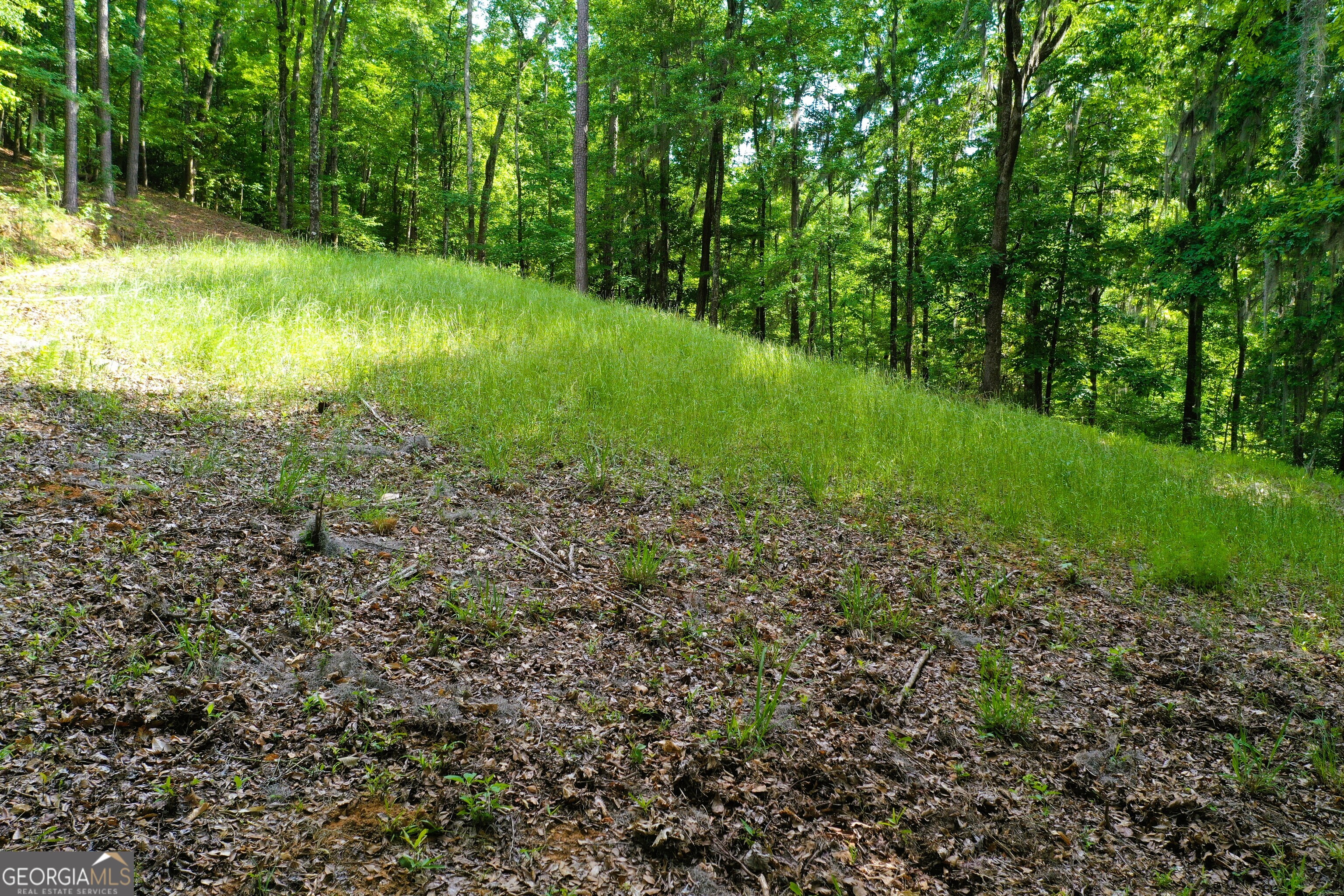 0 Watson Spur Road Georgetown, GA 39854 - Photo 21 of 32 a view of a green field with lots of bushes