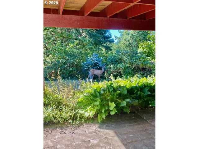 a view of a yard with plants and a potted plant