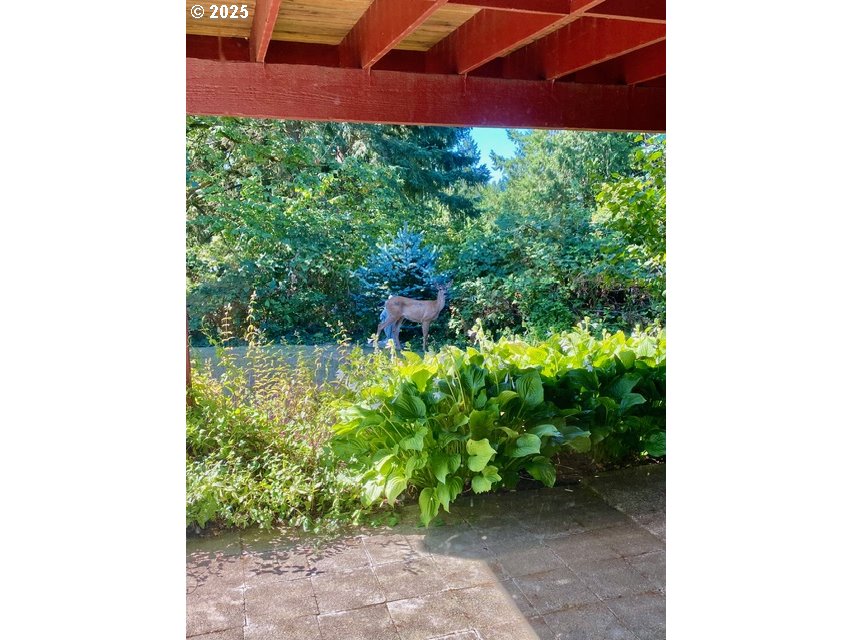 1003 Northwest 132nd Street Vancouver, WA 98685 - Photo 14 of 26 a view of a yard with plants and a potted plant