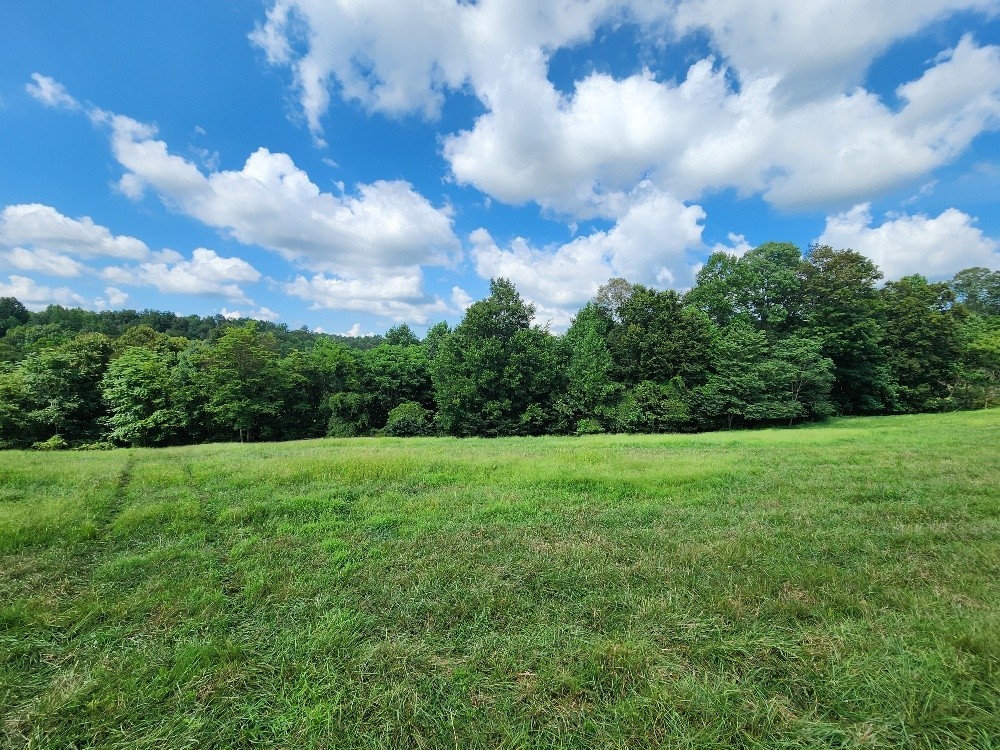 0 Taurus Farm Road Lafayette, TN 37083 - Photo 13 of 67 a view of a big yard with plants and large trees
