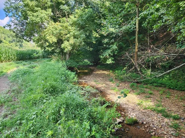a view of a big yard with plants and large trees
