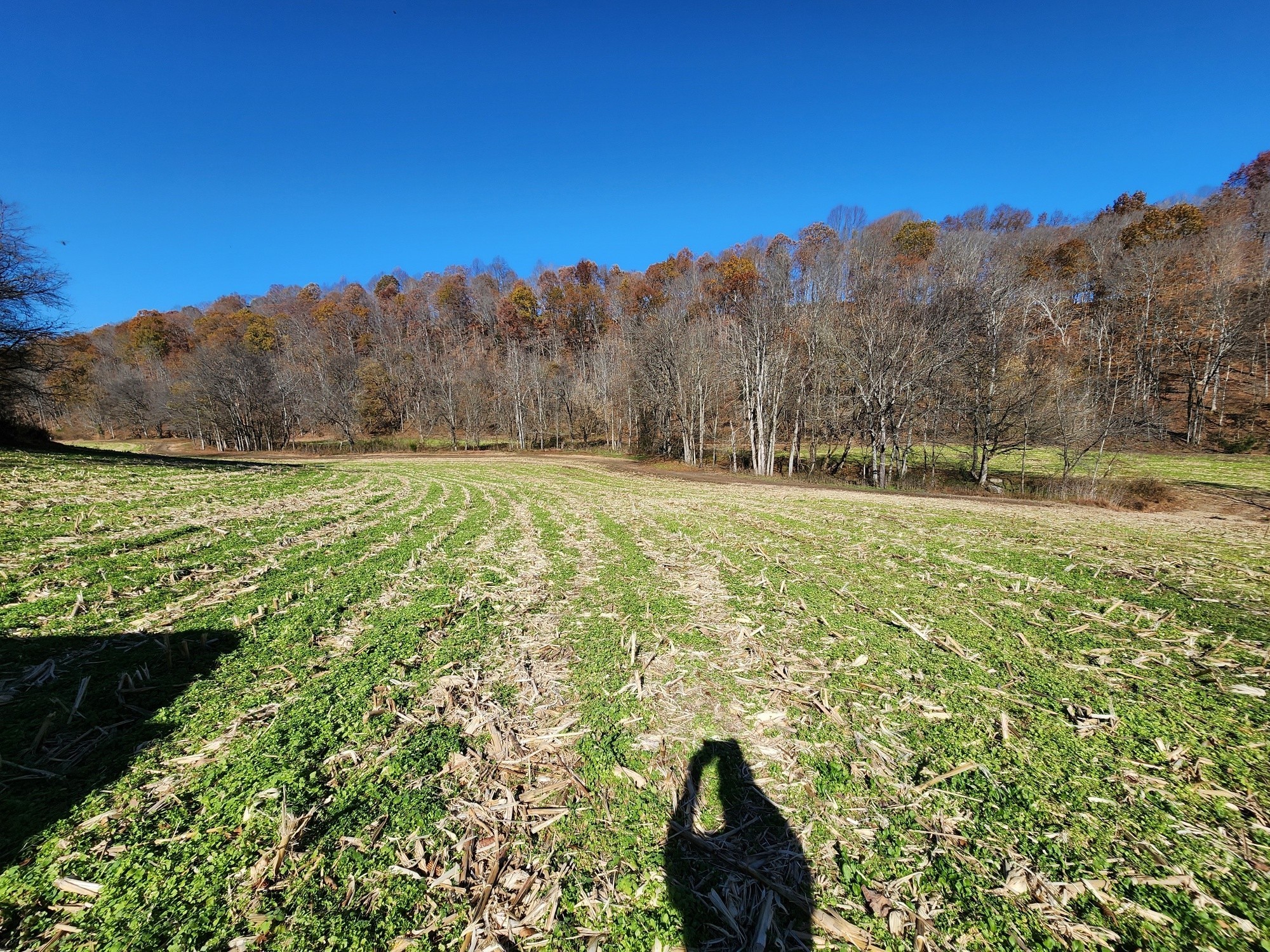0 Taurus Farm Road Lafayette, TN 37083 - Photo 66 of 67 a backyard of a building with trees in the background