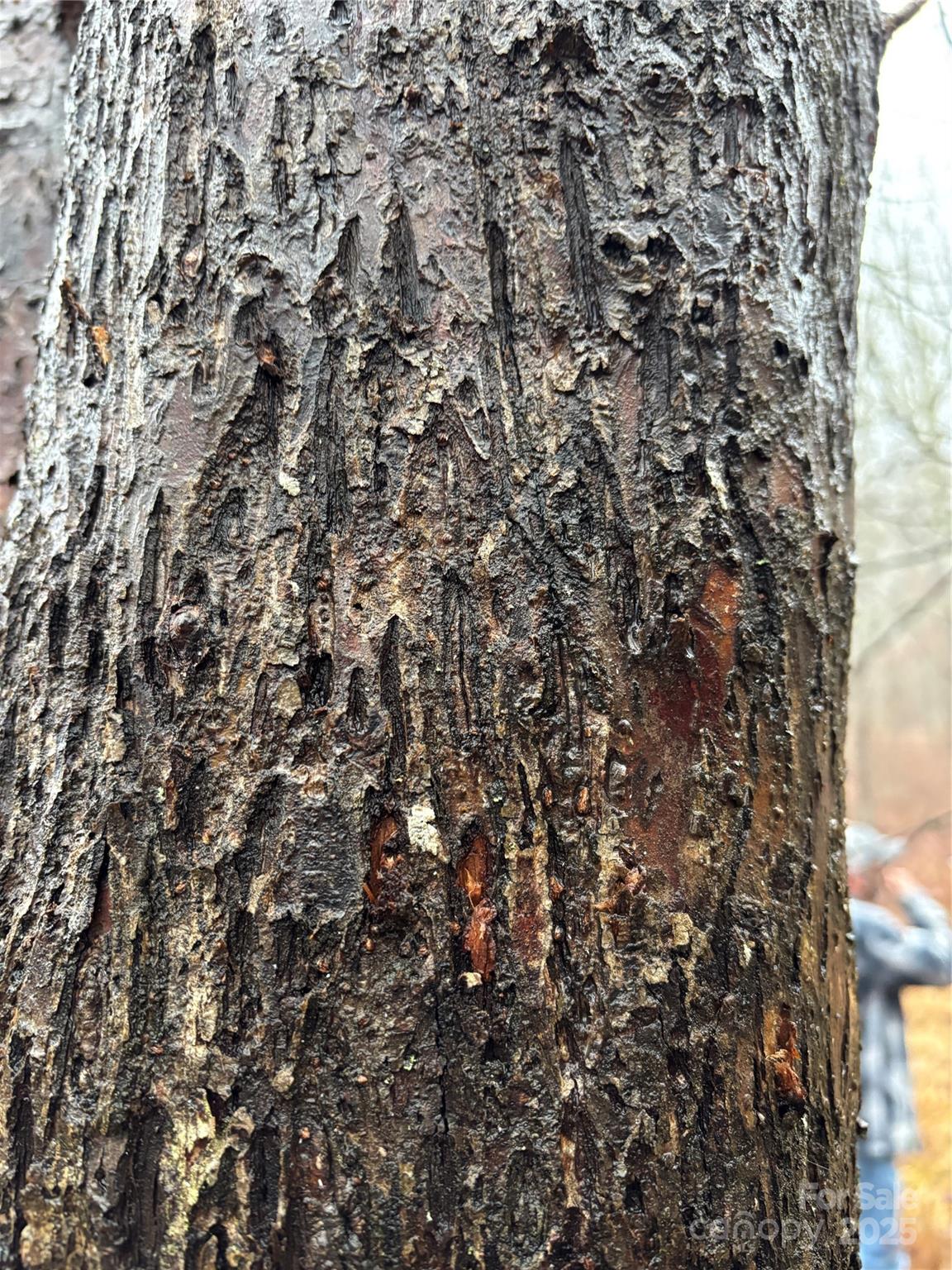 Off Alarka Road Bryson City, NC 28713 - Photo 24 of 44