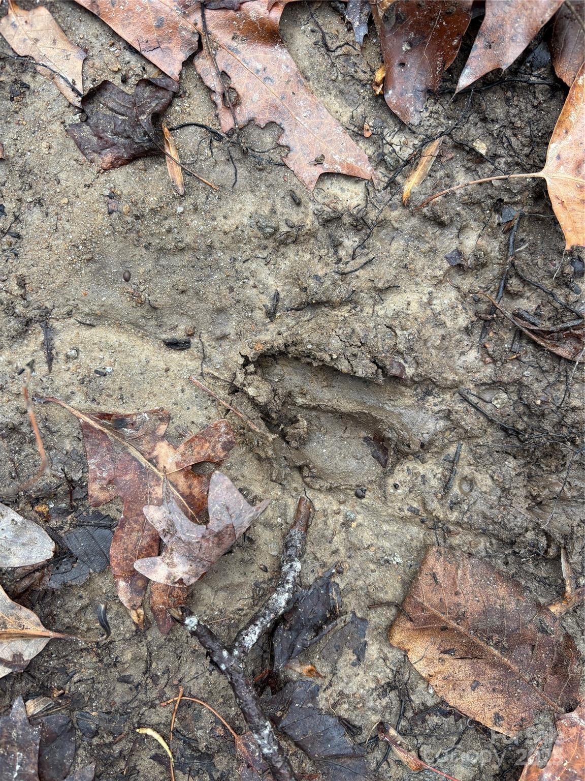 Off Alarka Road Bryson City, NC 28713 - Photo 28 of 44