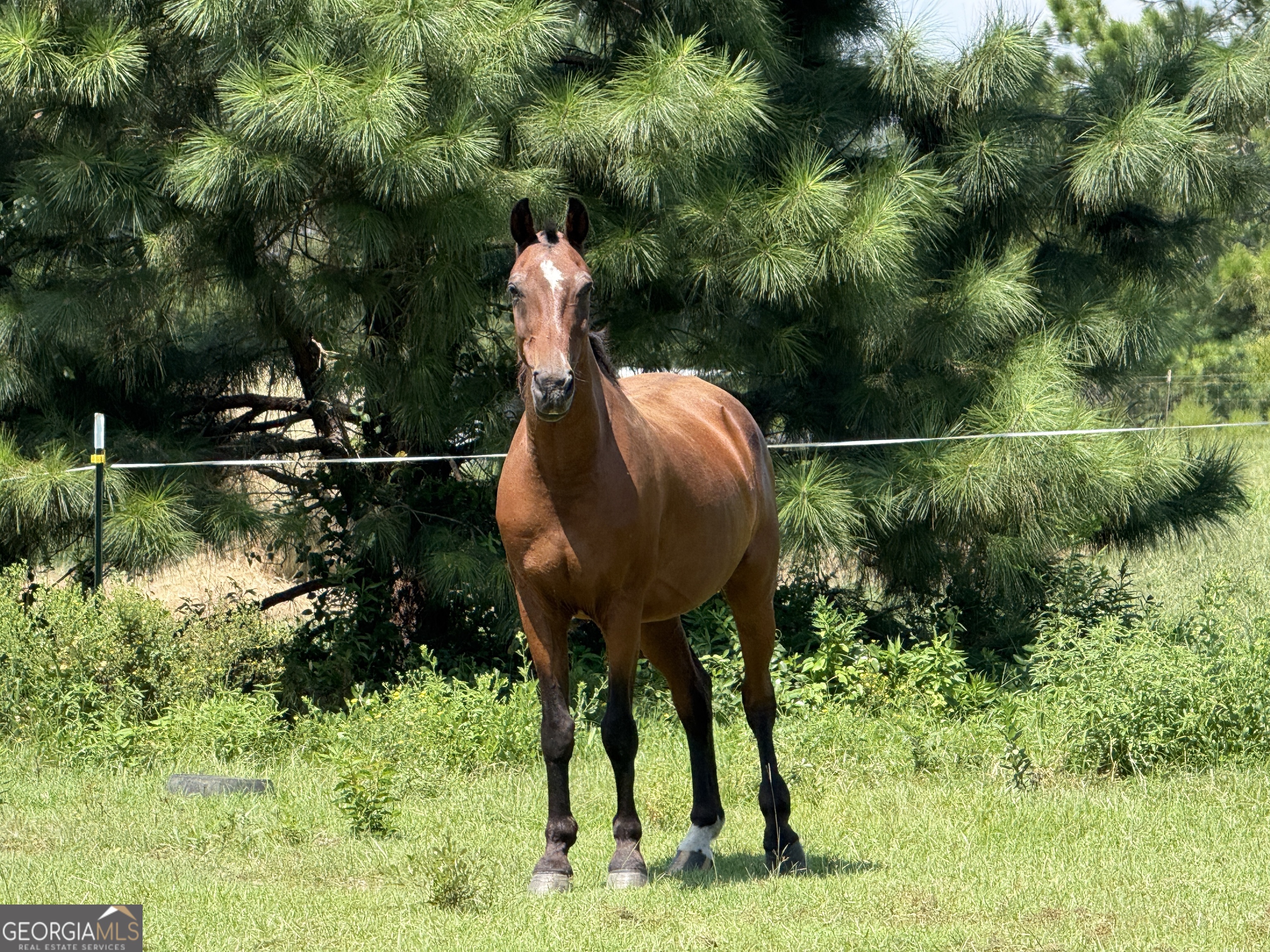 718 Jamestown Road Cordele, GA 31015 - Photo 33 of 50