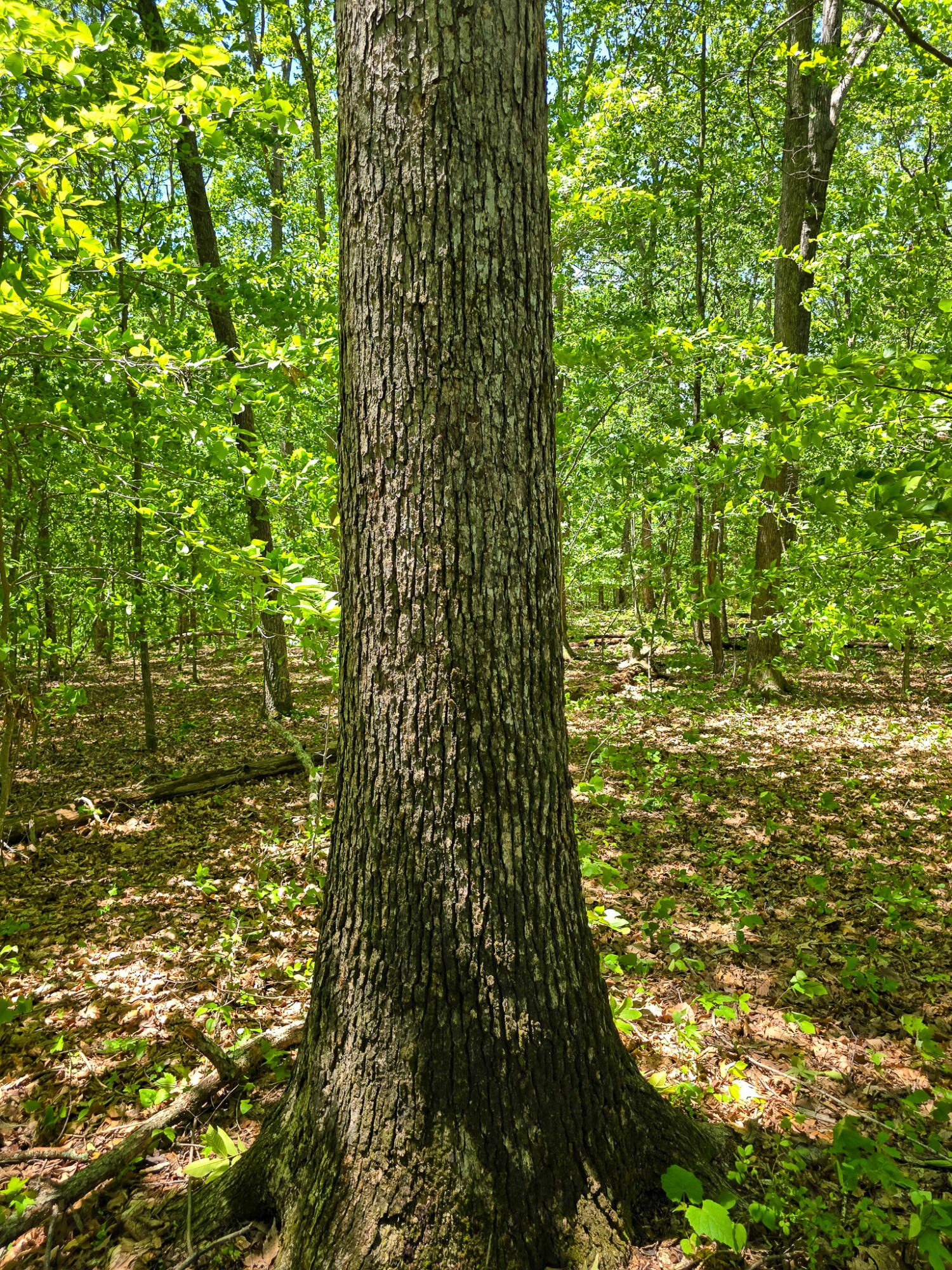 9999 Walter Huff Road Liberty, KY 42539 - Photo 42 of 42 20250517_135408