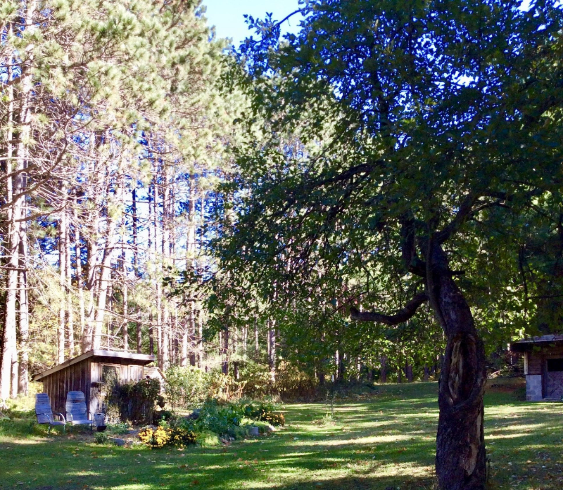 12412 Griffith Road Brethren, MI 49619 - Photo 49 of 66 North side of yard