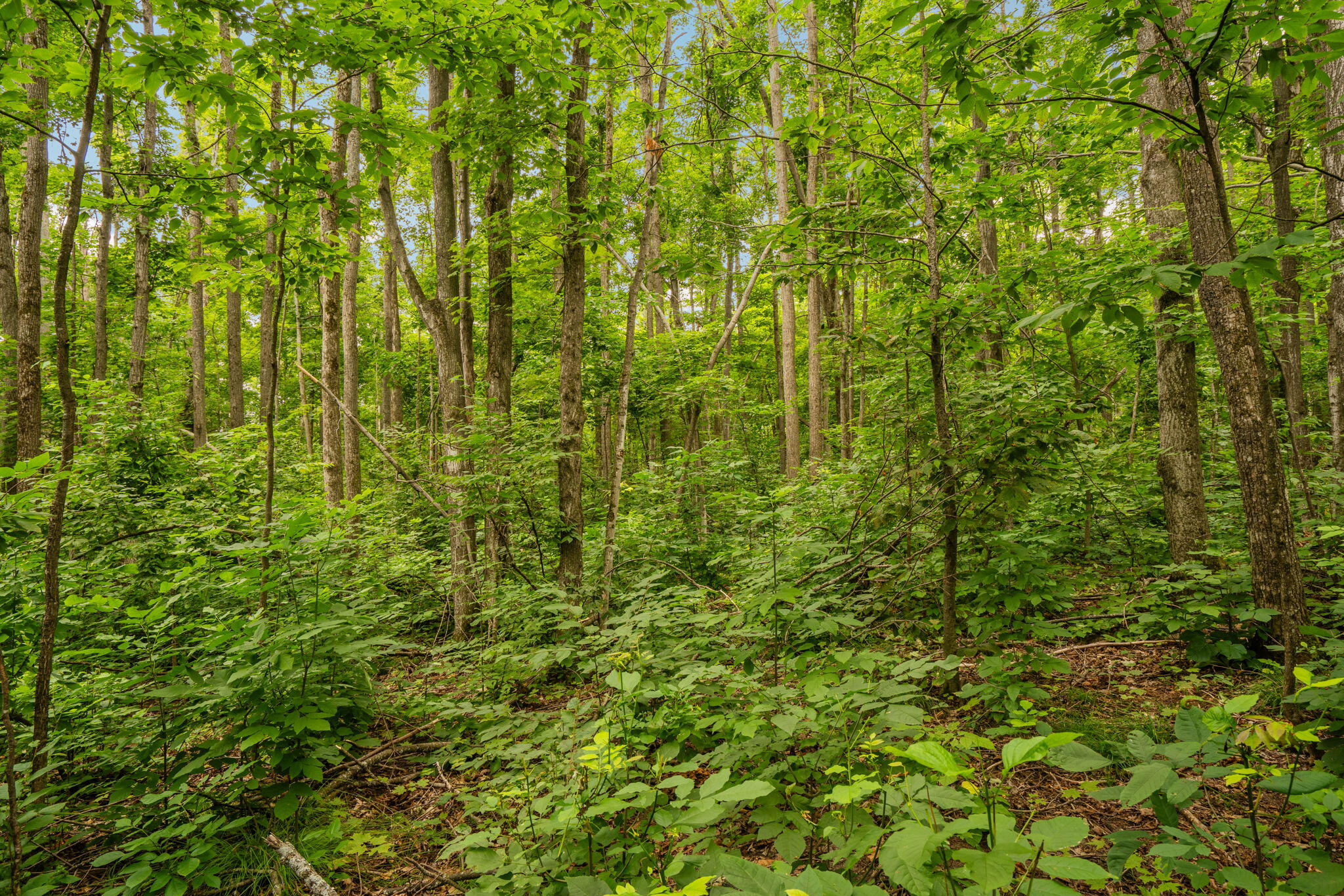 Dunham Road Vanderbilt, MI 49795 - Photo 22 of 31 Gallery Image 22