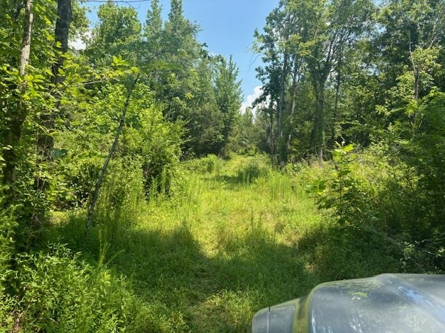 196 Boyd Lane Stanton, TN 38069 - Photo 4 of 7 a view of backyard with green space