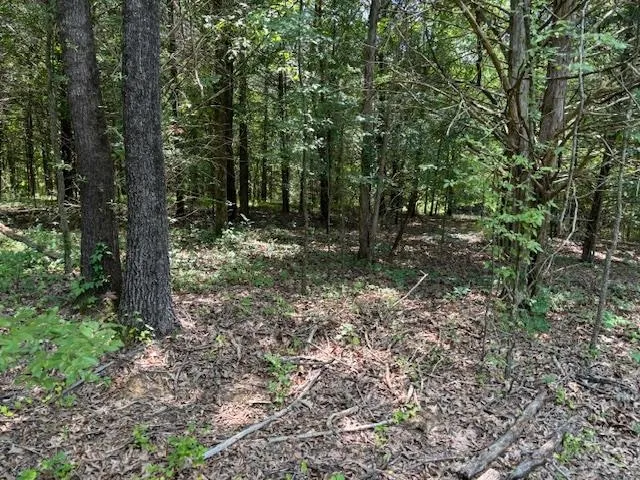 a view of a forest with trees in the background