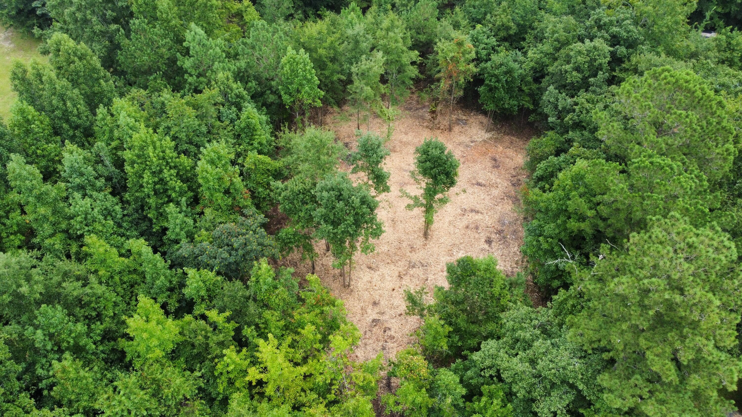 0 Creek Road Reevesville, SC 29471 - Photo 2 of 9 dji_fly_20240813_103324_368_172355961042