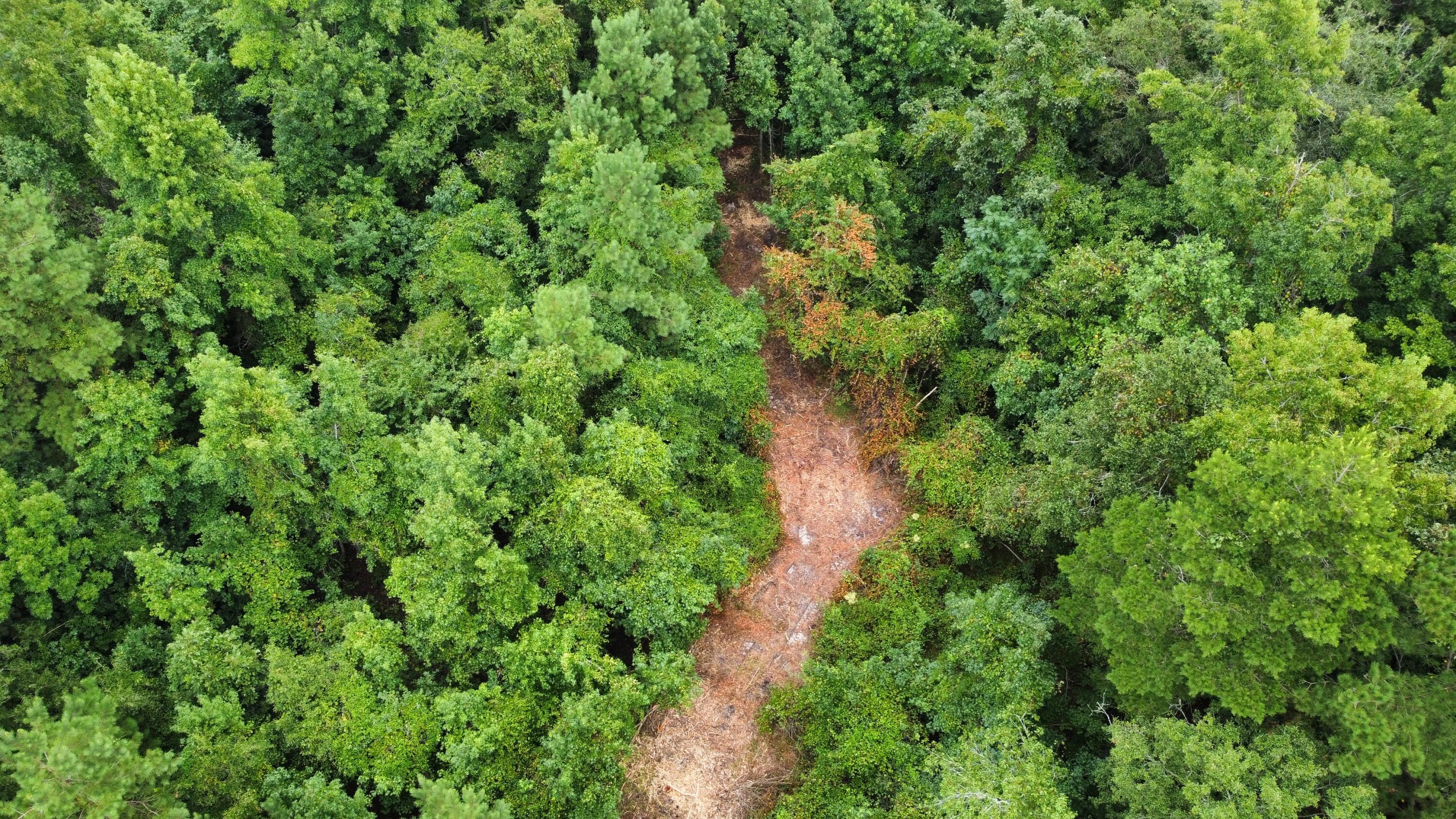 0 Creek Road Reevesville, SC 29471 - Photo 3 of 9 dji_fly_20240813_103338_369_172355962920