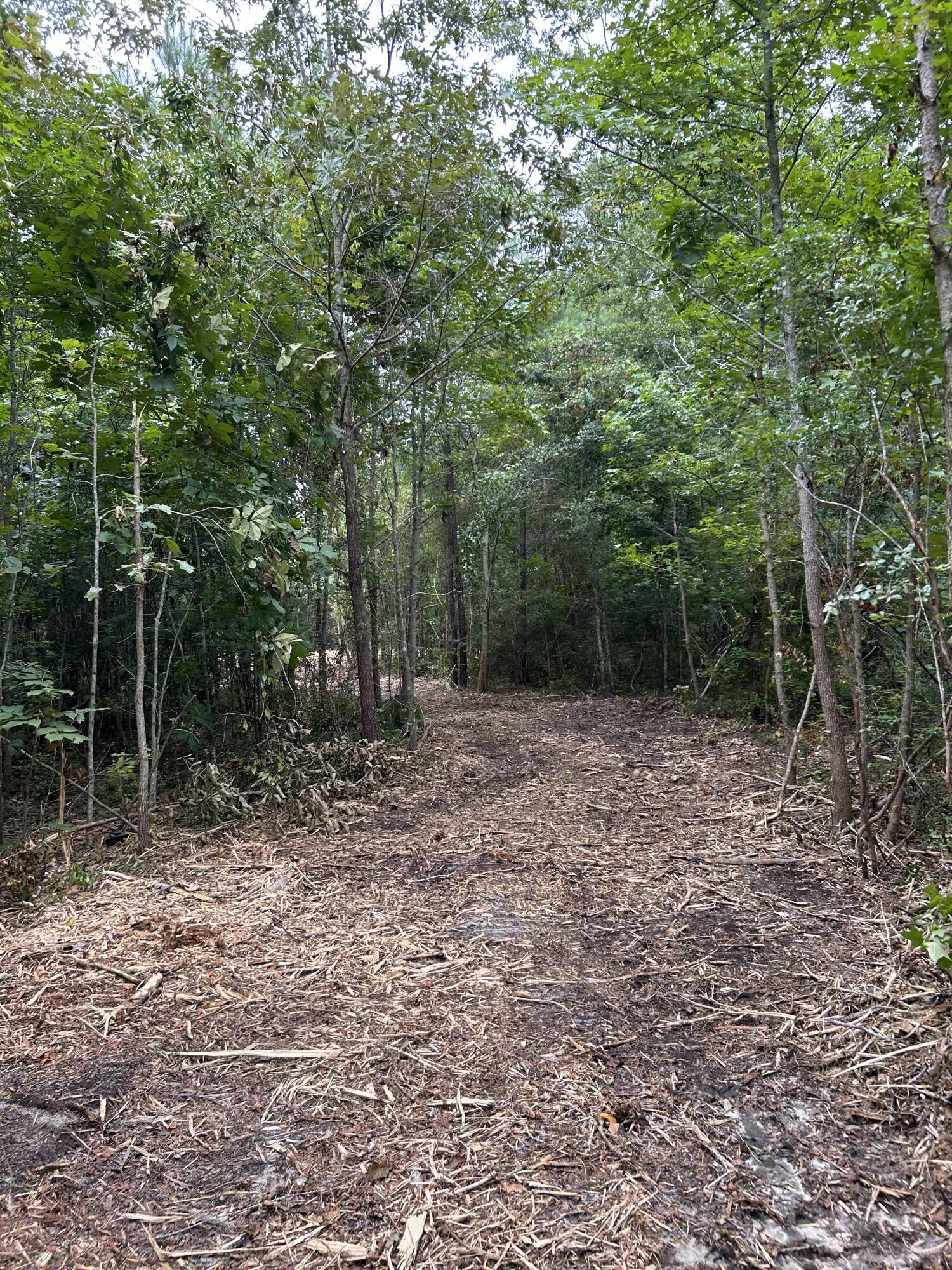 0 Creek Road Reevesville, SC 29471 - Photo 5 of 9 IMG_3195