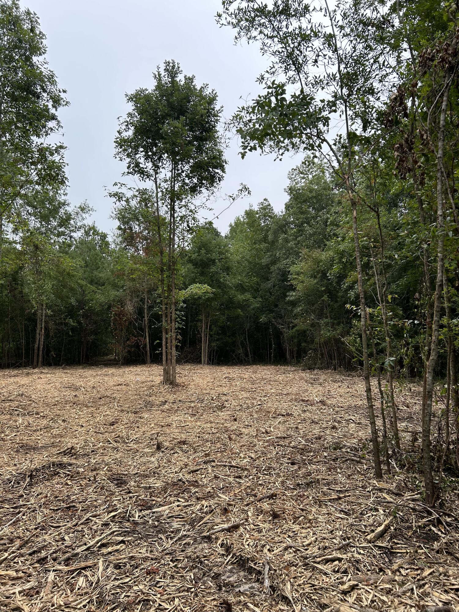 0 Creek Road Reevesville, SC 29471 - Photo 8 of 9 IMG_3198