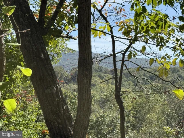 a view of a tree in a garden
