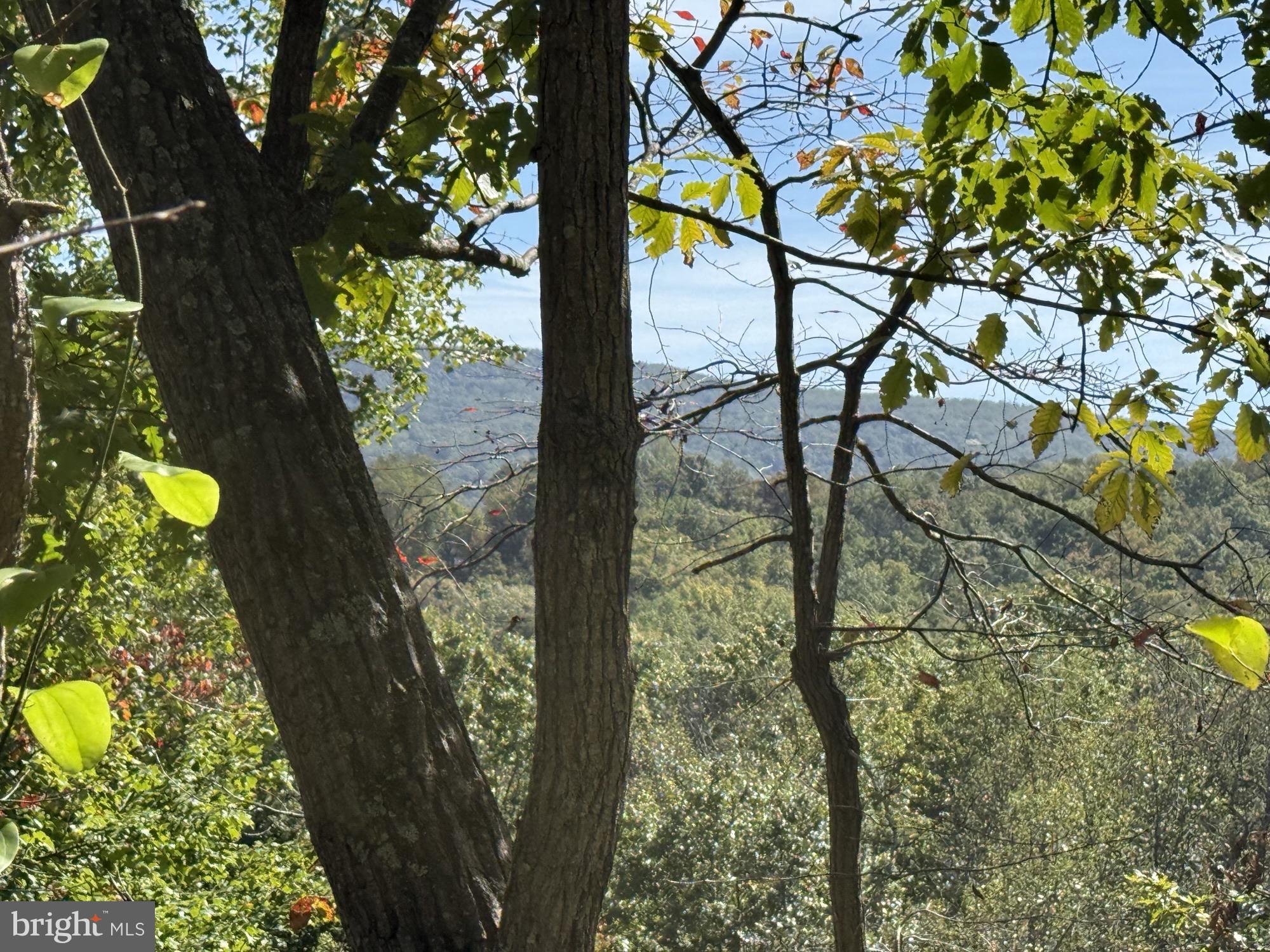59 Old Oregon Road Front Royal, VA 22630 - Photo 3 of 76 a picture of tree