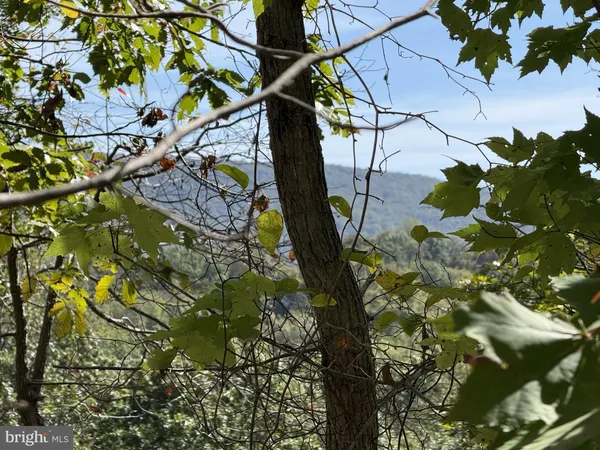 a view of a tree in a garden