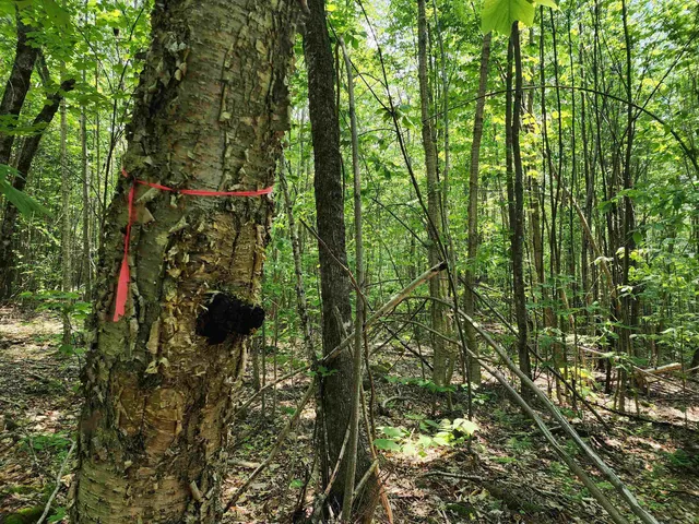 $215,000 | 0 Mud Pond Road, Dummer, NH 03588